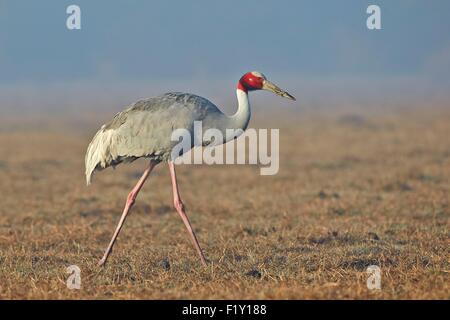 Indien, Rajasthan Zustand, Bharatpur, Keoladeo Nationalpark, Stilicho Kranich (Grus Antigone) Stockfoto