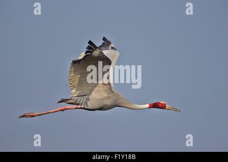 Indien, Rajasthan, Bharatpur, Keoladeo National Staatspark, Stilicho Kranich (Grus Antigone), im Flug Stockfoto