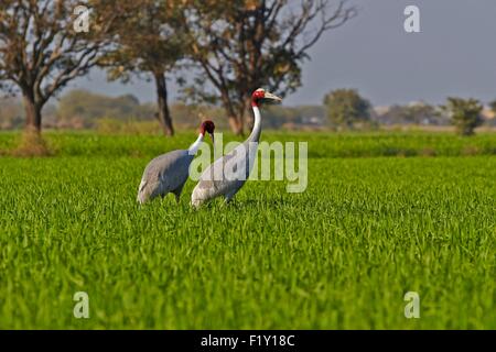 Indien, Rajasthan Zustand, Bharatpur, Stilicho Kranich (Grus Antigone), in den Bereichen Stockfoto