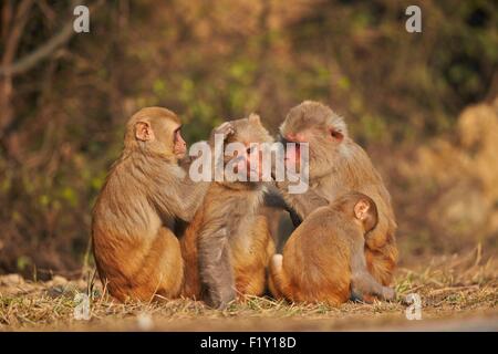 Indien, Rajasthan Zustand, Bharatpur, Keoladeo Nationalpark, Rhesus-Makaken (Macaca Mulatta), Pflege Stockfoto