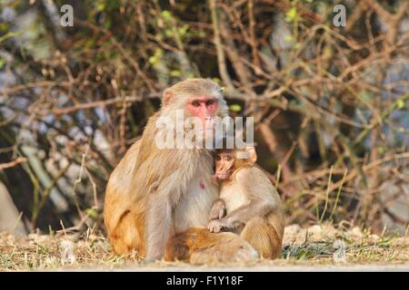 Indien, Rajasthan Zustand, Bharatpur, Keoladeo Nationalpark, Rhesus-Makaken (Macaca Mulatta), Pflege Stockfoto