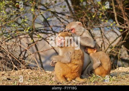 Indien, Rajasthan Zustand, Bharatpur, Keoladeo Nationalpark, Rhesus-Makaken (Macaca Mulatta), Pflege Stockfoto