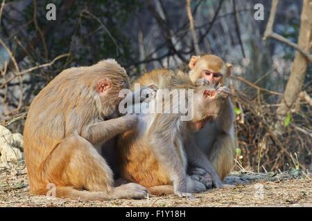 Indien, Rajasthan Zustand, Bharatpur, Keoladeo Nationalpark, Rhesus-Makaken (Macaca Mulatta), Pflege Stockfoto