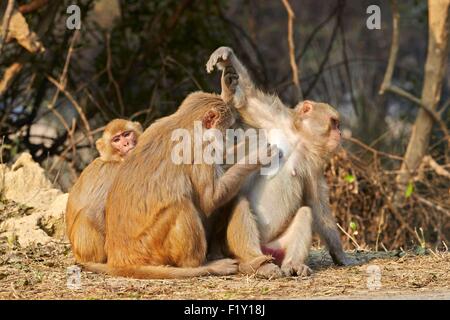 Indien, Rajasthan Zustand, Bharatpur, Keoladeo Nationalpark, Rhesus-Makaken (Macaca Mulatta), Pflege Stockfoto