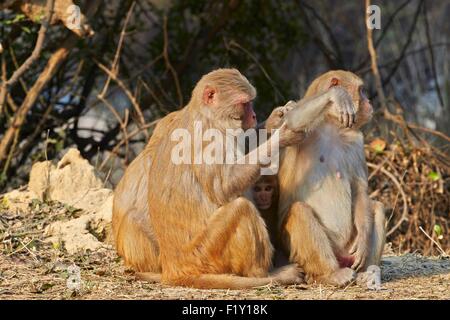 Indien, Rajasthan Zustand, Bharatpur, Keoladeo Nationalpark, Rhesus-Makaken (Macaca Mulatta), Pflege Stockfoto