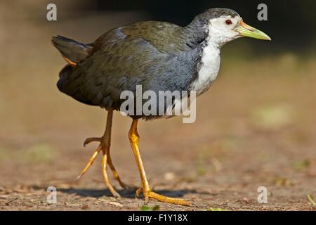 Indien, Rajasthan, Bharatpur, Keoladeo National Staatspark, weißes-breasted Waterhen (Amaurornis Phoenicurus) Stockfoto