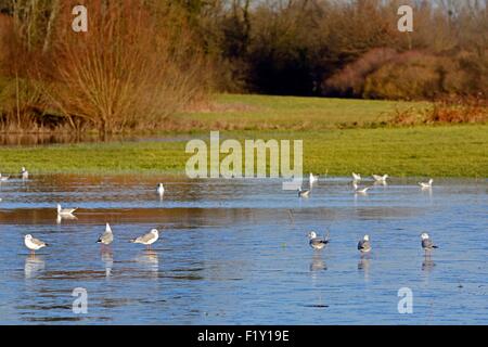 Frankreich, Doubs, Brognard, Naturschutzgebiet von Allan, leitete Möwen (Larus Ridibundus) auf dem Eis einer überfluteten Wiese Stockfoto