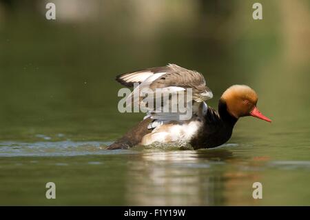 Rot-crested Tafelenten (Netta Rufina) Stockfoto