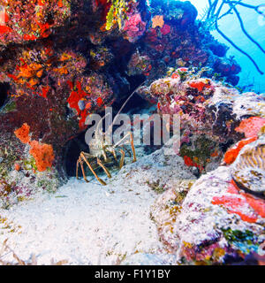 Roten Hummer in freier Wildbahn, Cayo Largo, Kuba Stockfoto