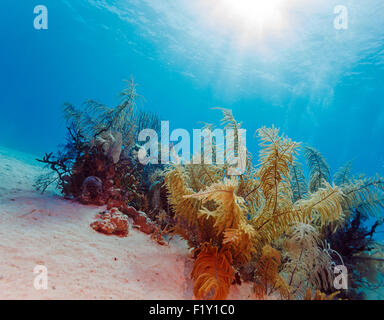 Weichkorallen in der Nähe von Cayo Largo, Kuba Stockfoto