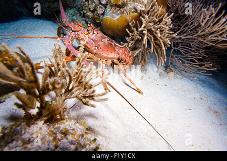 Roten Hummer in freier Wildbahn, Cayo Largo, Kuba Stockfoto