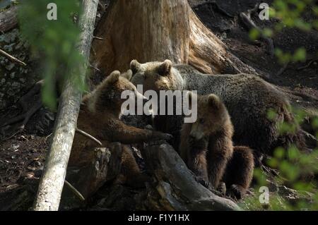 Braunbär (Ursus Arctos) mit zwei jungen Stockfoto