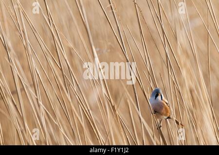 Frankreich, Reedling (Panurus Biarmicus), Männlich Stockfoto