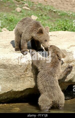 Brauner Bär (Ursus Arctos) Stockfoto