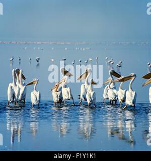 Kenia, weißer Pelikan (Pelecanus Onocrotalus) im Flug Stockfoto