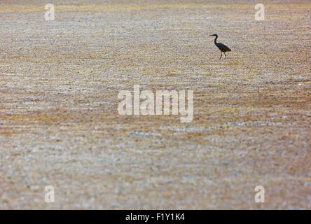 Marokko, Nador Lagune, Seidenreiher (Egretta Garzetta) Stockfoto