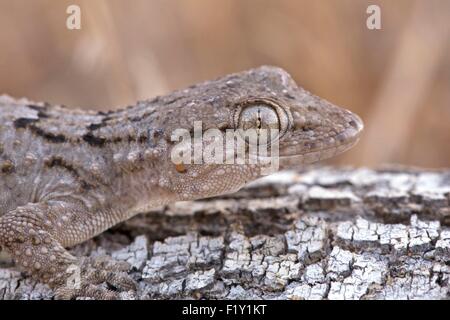 Marokko, Nador Lagune, Taranto Mauretanien (Tarentola Mauritanica) Stockfoto