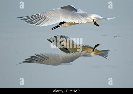 Frankreich, Vendee, Brandseeschwalbe (Sterna Sandvicensis) Stockfoto