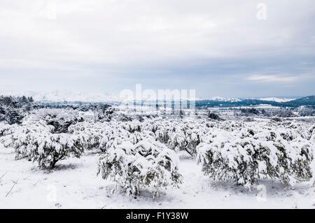 Frankreich, Bouches du Rhone, Alpilles Berge, Olivenhaine Stockfoto