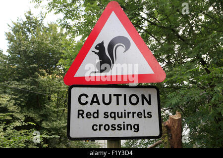 Eichhörnchen Warnung Straßenschild, Patterdale, Nationalpark Lake District, Cumbria, England, Vereinigtes Königreich, Stockfoto