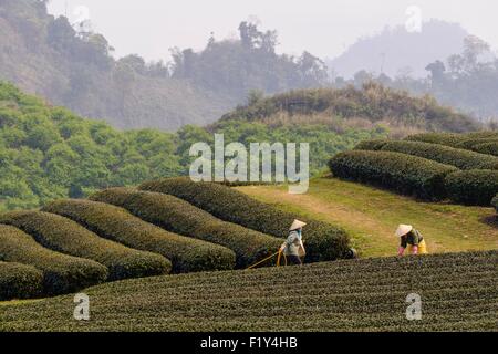 Vietnam, Son La Provinz, Moc Chau, arbeiten in Teeplantagen Stockfoto