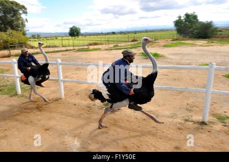 Südafrika, Western Cape, kleine Karoo, auf der Straße 62, Highgate Ostrich Farm in der Nähe von Oudtshoorn, Demonstration der Rennen, Strauße Stockfoto