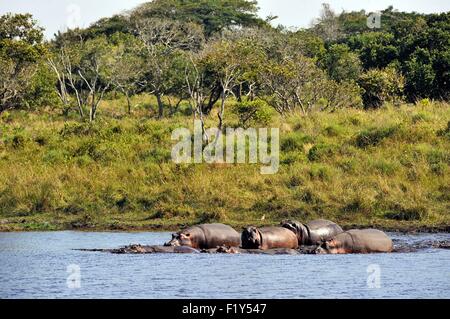 Südafrika, Kwazulu Natal, St Lucia Wetland Park als Weltkulturerbe der UNESCO, Flusspferd (Hippopotamus Amphibius) aufgeführt Stockfoto