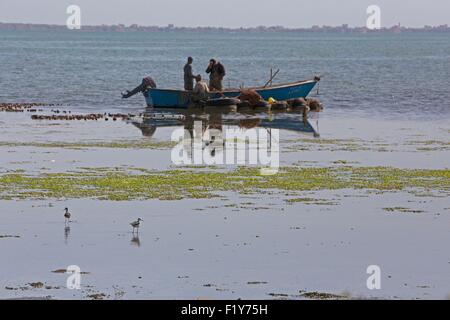Fischer, Stelzenläufer (Himantopus Himantopus), Marokko, Nador Lagune Stockfoto