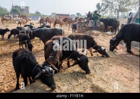 Indien, Rajasthan Zustand, Nagaur, Nagaur Viehmarkt ist die größte Messe ihrer Art im Land Stockfoto