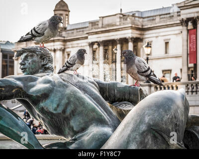 Tauben in einem Brunnen am Trafalgar Square Stockfoto