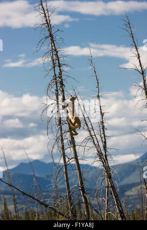 Kanada, Klettern, Yukon, Lynx, Baum Stockfoto