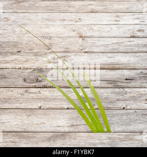 Grünen Schilf wächst in Kluft zwischen hölzernen Weg Stockfoto