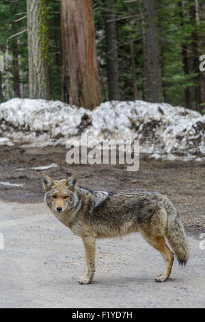 Kojote im Yosemite National Park Stockfoto