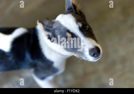 Niedlichen Hund nachschlagen ist einen entzückenden Hund mit starken Seitenbeleuchtung mit einer Seite von seinem Gesicht und Augen blickte. Stockfoto