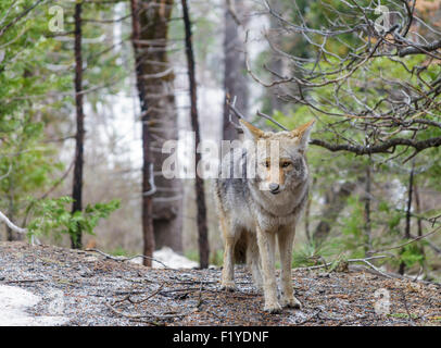 Kojote im Yosemite National Park Stockfoto