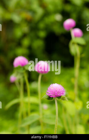 Die lila Kugel Amaranth Blume im Garten Stockfoto