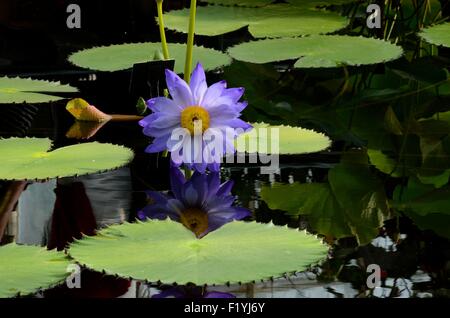 Violette und gelbe Seerose Blume im Wasser mit schwimmenden Blätter Stockfoto