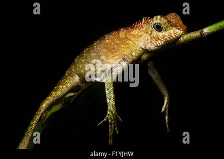 Eine Bornean Winkel vorangegangen Eidechse (Gonocephalus Borneensis) ruht auf einem Ast. Stockfoto