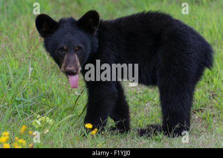 Ich hatte das Glück, ein Schwarzbär Mutter und zwei junge Jungen in den Wald in North Carolina zu begegnen. Stockfoto