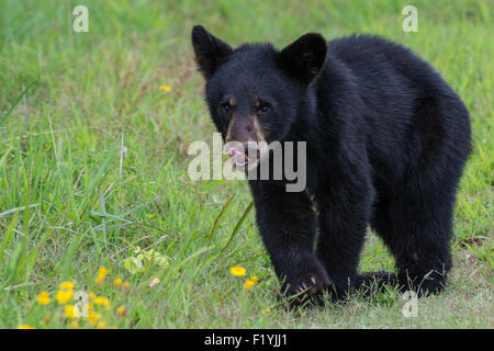 Ich hatte das Glück, ein Schwarzbär Mutter und zwei junge Jungen in den Wald in North Carolina zu begegnen. Stockfoto