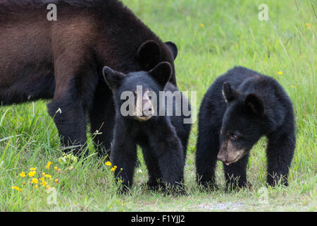 Ich hatte das Glück, ein Schwarzbär Mutter und zwei junge Jungen in den Wald in North Carolina zu begegnen. Stockfoto