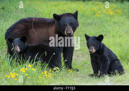 Ich hatte das Glück, ein Schwarzbär Mutter und zwei junge Jungen in den Wald in North Carolina zu begegnen. Stockfoto