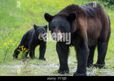 Ich hatte das Glück, ein Schwarzbär Mutter und zwei junge Jungen in den Wald in North Carolina zu begegnen. Stockfoto