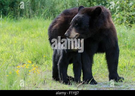 Ich hatte das Glück, ein Schwarzbär Mutter und zwei junge Jungen in den Wald in North Carolina zu begegnen. Stockfoto