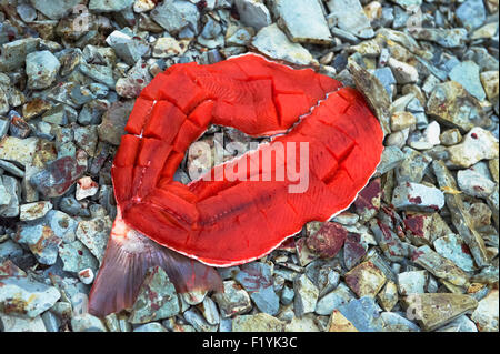 Kanada, Filet, Nunavut, Saibling Stockfoto