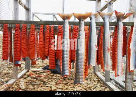 Filet, Nunavut, Kanada, roh, Saibling Stockfoto