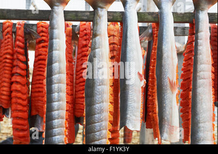 Filet, Nunavut, Kanada, roh, Saibling Stockfoto