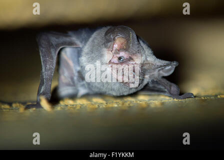 Roseburg, Oregon, USA. 8. Sep, 2015. Als die Dämmerung hereinbricht, wird eine kleine Fledermaus in sein Versteck in einer Scheune auf einem Bauernhof in der Nähe von Roseburg tagsüber aktiv. Die Fledermaus, und viele andere in seiner Kolonie am Abend entstehen um Insekten zu jagen. © Robin Loznak/ZUMA Draht/Alamy Live-Nachrichten Stockfoto