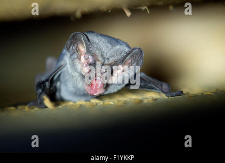 Roseburg, Oregon, USA. 8. Sep, 2015. Als die Dämmerung hereinbricht, wird eine kleine Fledermaus in sein Versteck in einer Scheune auf einem Bauernhof in der Nähe von Roseburg tagsüber aktiv. Die Fledermaus, und viele andere in seiner Kolonie am Abend entstehen um Insekten zu jagen. © Robin Loznak/ZUMA Draht/Alamy Live-Nachrichten Stockfoto