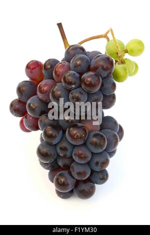 Trauben Pflanze wie Wein aus grünen und roten Trauben zu machen Stockfoto